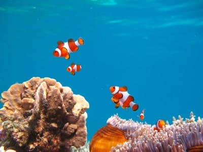 Ikan Hias Nemo Paket Wisata Karimunjawa dari Kota Malang