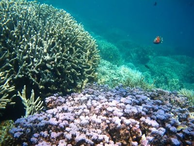 Spot Snorkeling Pulau Tengah Paket Wisata Karimunjawa dari Kota Malang