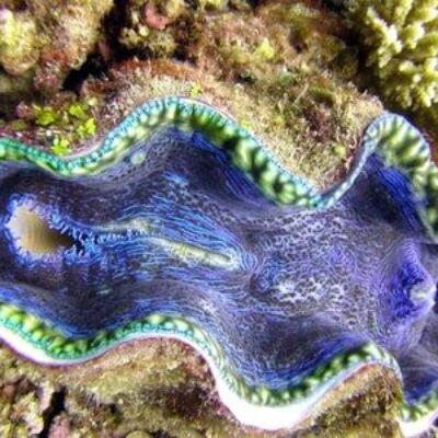 Kima Biota Karimunjawa