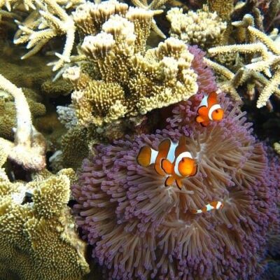 Wisata Karimun Jawa island