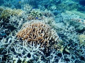 terumbu karang ikan hias Destinasi wisata karimunjawa maer