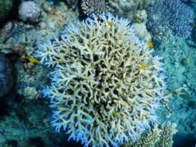 indahnya terumbu karang Destinasi wisata karimunjawa maer