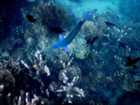 Spot Terumbu karang Menjangan kecil karimun jawa (2)
