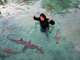 Tantangan Renang bareng ikan Hiu di Pulau Menjangan Besar (3)
