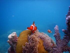 Trip Karimunjawa Spot Nemo