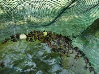 Bayi penyu BTNKJ di Lokasi Wisata Karimunjawa Pantai Kanjen