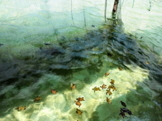 Bayi penyu Karimunjawa di Lokasi Wisata Karimunjawa Pantai Kanjen