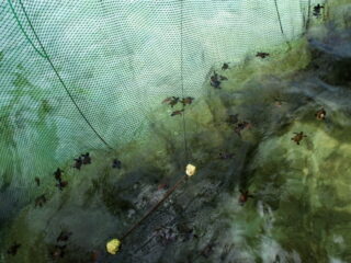 Bayi penyu Lokasi Wisata Karimunjawa Pantai Kanjen