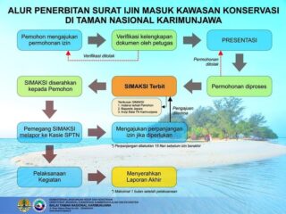 Melepas Penyu Kecil Yang Lucu