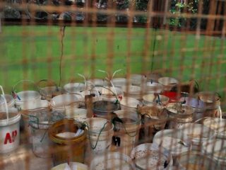 Penangkaran penyu BTNKJ Lokasi Wisata Karimunjawa Pantai Kanjen