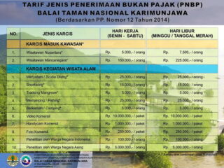 Tarif Melepas Penyu Kecil Yang Lucu