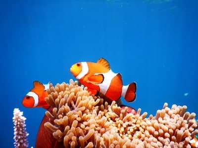 Spot Nemo Promo Wisata Karimunjawa Januari