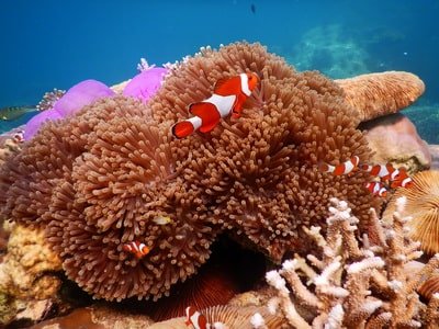 Agenda Libur Nasional ke Karimunjawa Spot Nemo