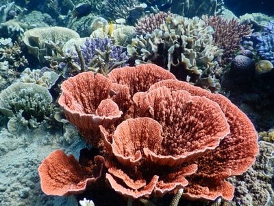 Tips Memilih Penginapan untuk Libur Panjang di Karimunjawa, Coral Reef